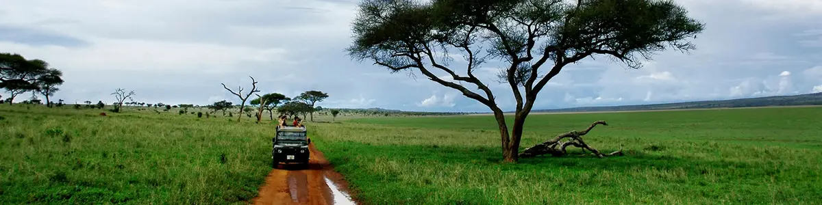 African Wildlife Safari: What to Know and Expect