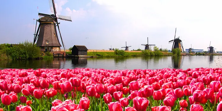 Ship luggage to The Netherlands